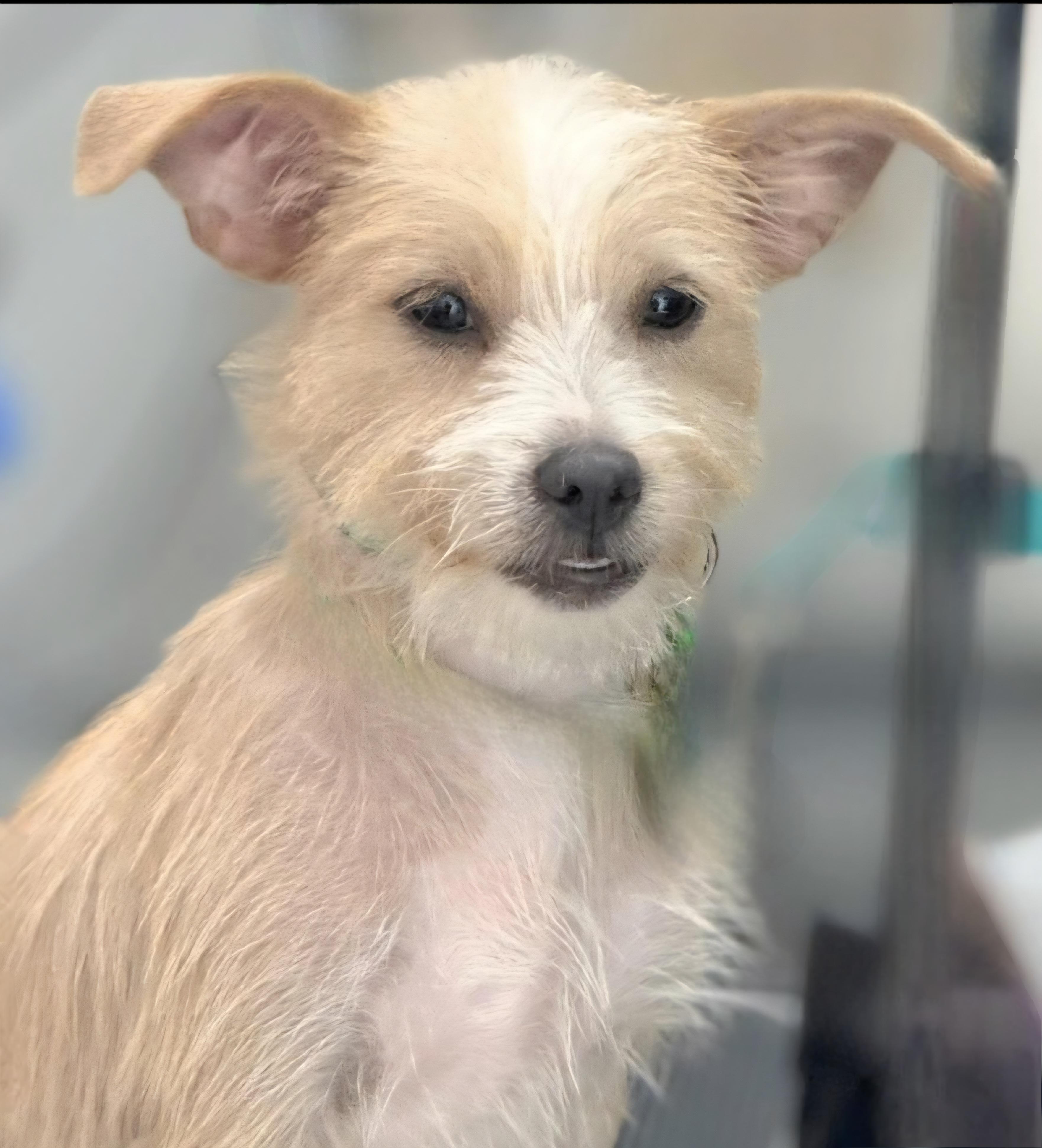 Ayla Elise "your.baby Girl." thumbnail 3