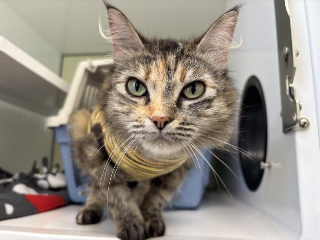 Cove, Adoptable, Young Female Domestic Medium Hair.