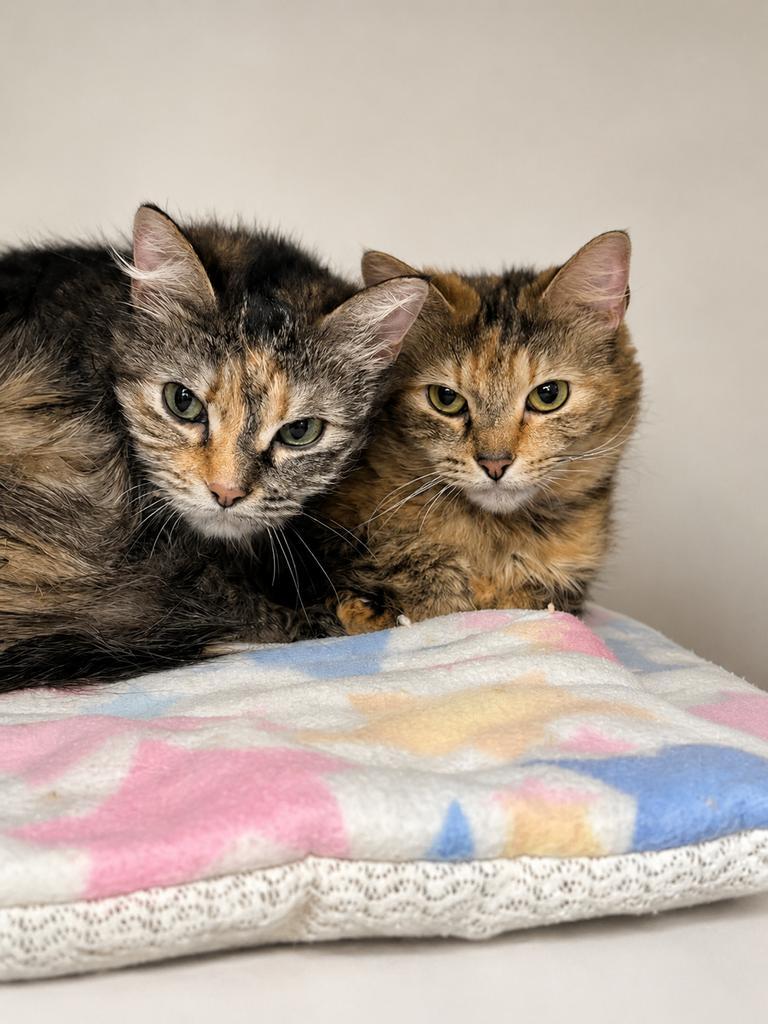Cove, a Adoptable mixed breed in Saint Paul, MN image 3/6