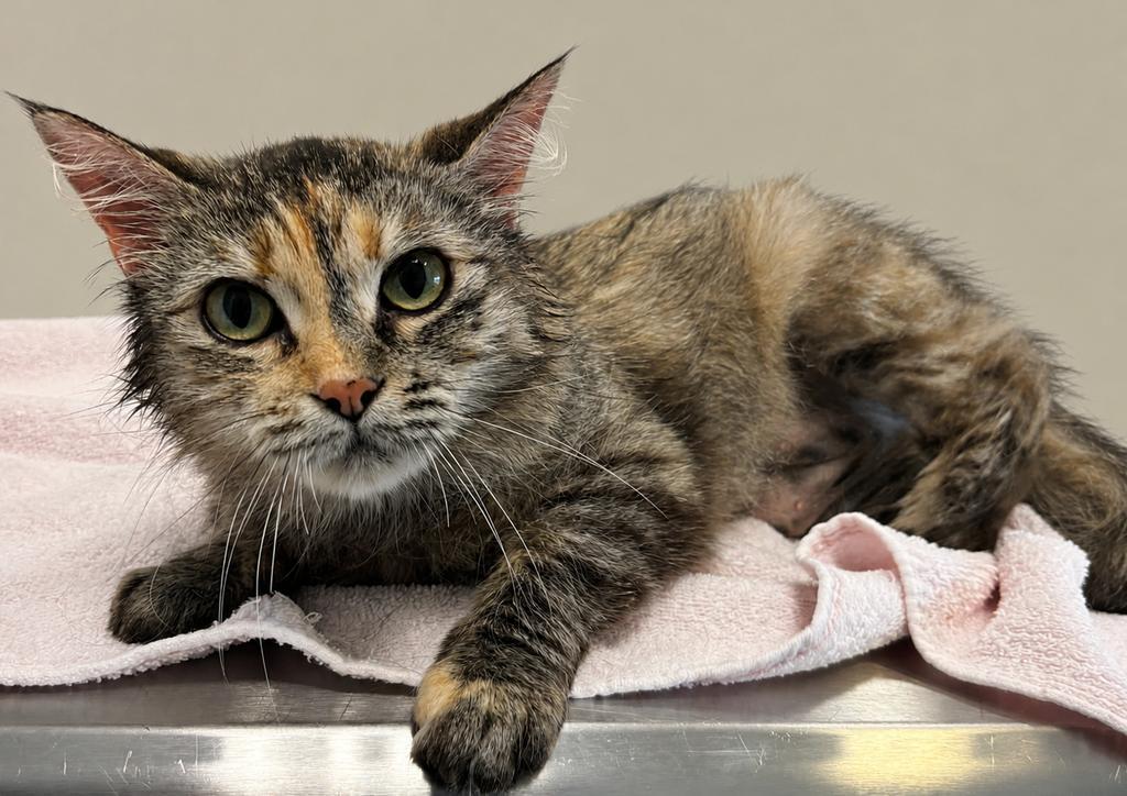 Cove, a Adoptable mixed breed in Saint Paul, MN image 5/6