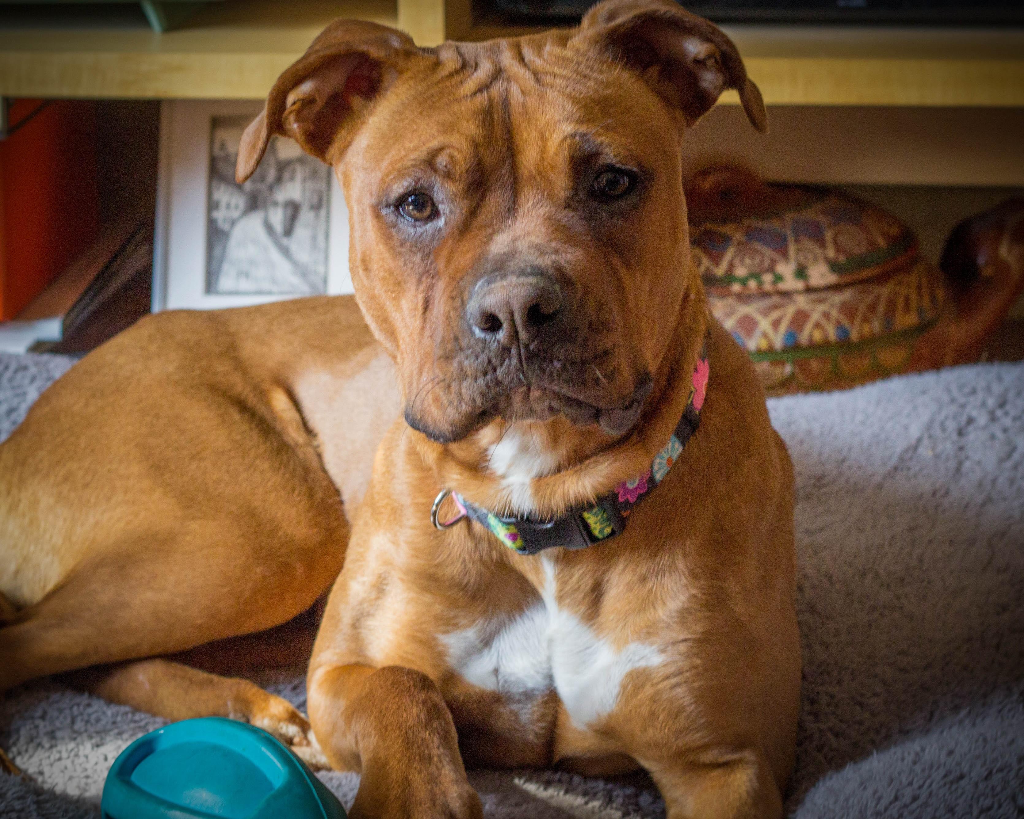 Lizzie, a Adoptable mixed breed in Atlanta, GA image 1/3