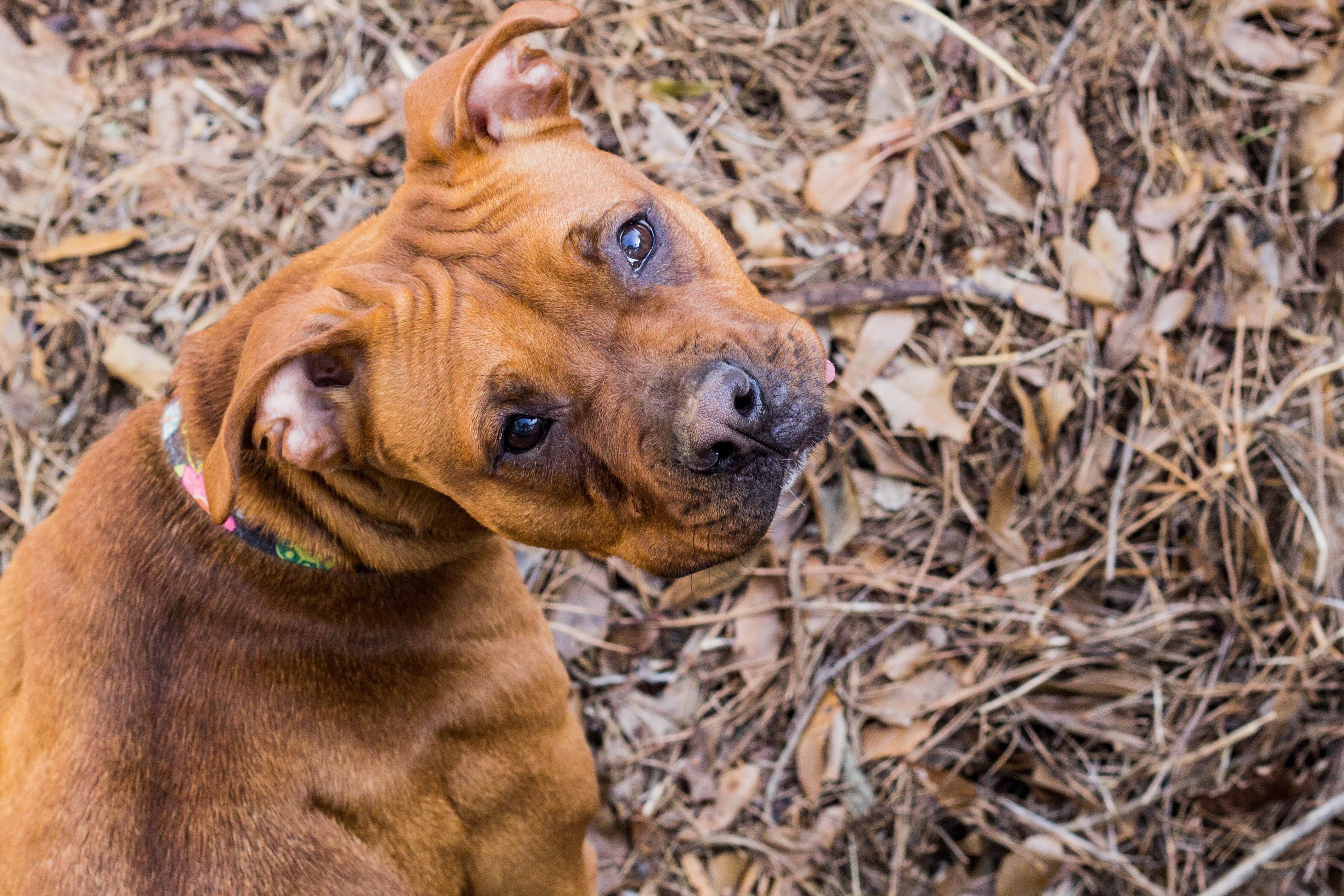 Lizzie, a Adoptable mixed breed in Atlanta, GA image 2/3