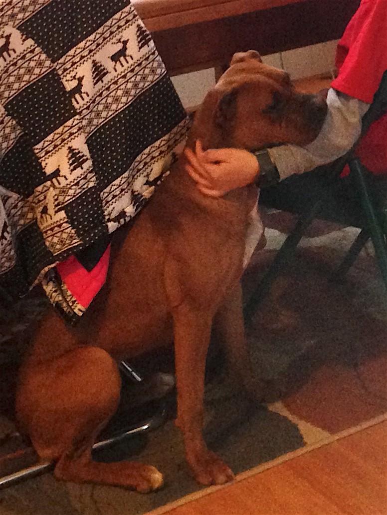 Lizzie, a Adoptable mixed breed in Atlanta, GA image 3/3