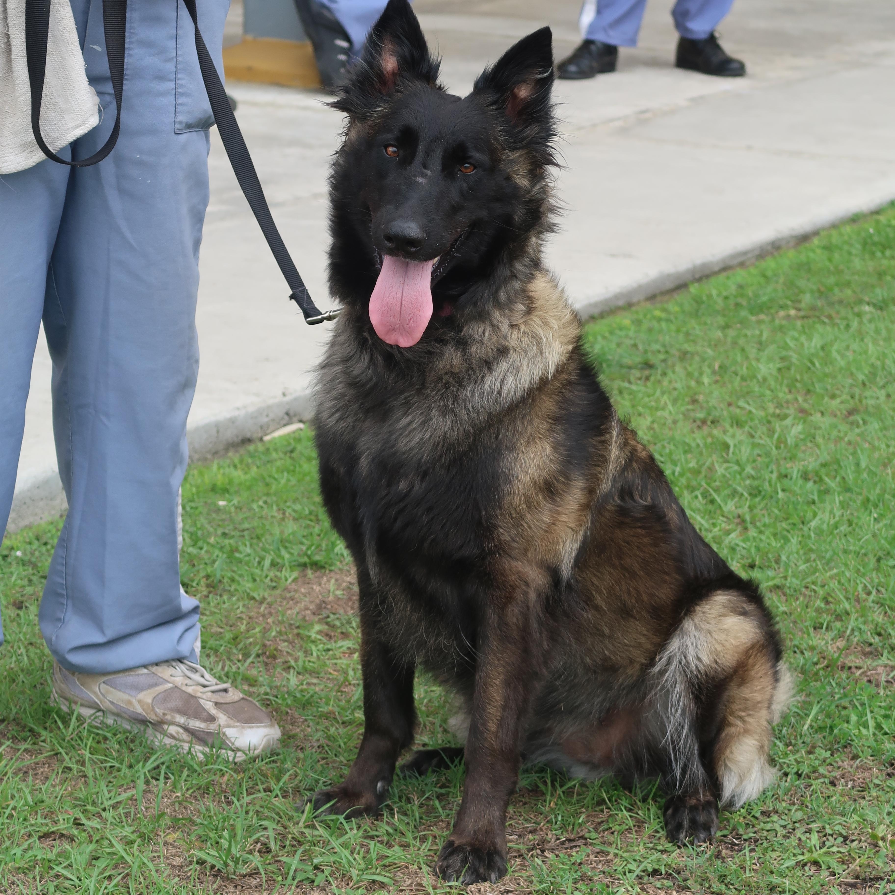 Pheonix - TRAINED DOG , ADOPTABLE, Adult Female German Shepherd Dog & Belgian Shepherd / Malinois.