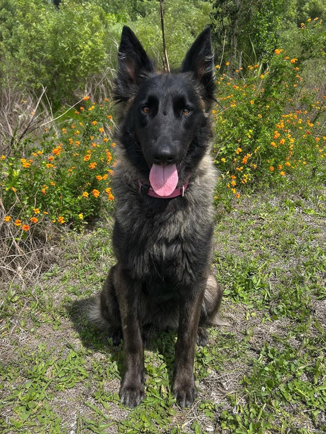Pheonix - TRAINED DOG , ADOPTABLE, Adult Female Dutch Shepherd.