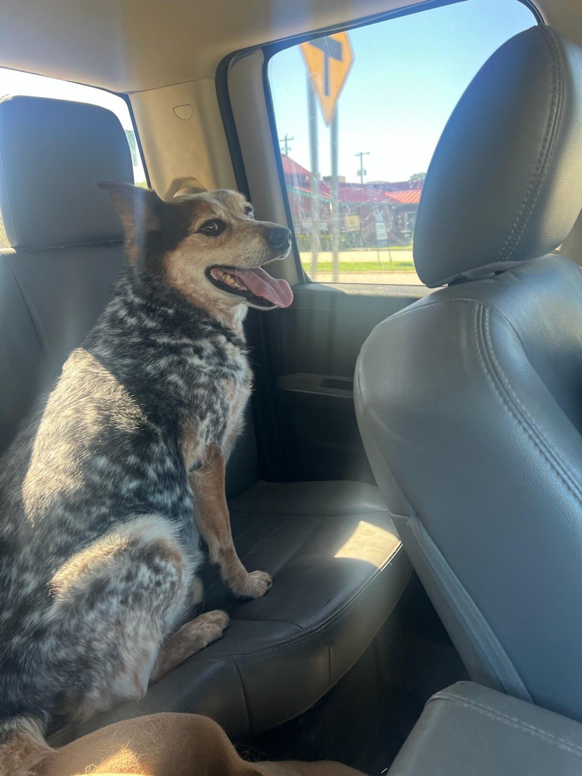 Buddy, Adoptable, Adult Male Australian Cattle Dog / Blue Heeler.