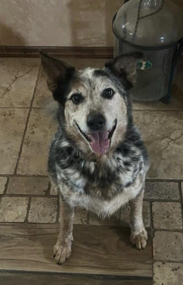Enlarge Buddy, a Adoptable Australian Cattle Dog / Blue Heeler in Winter Park, CO image 2/3