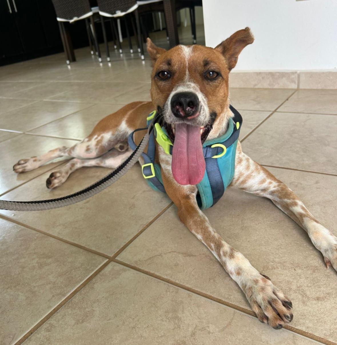 Angelo the Angel, a Adoptable mixed breed in Raleigh, NC image 1/5