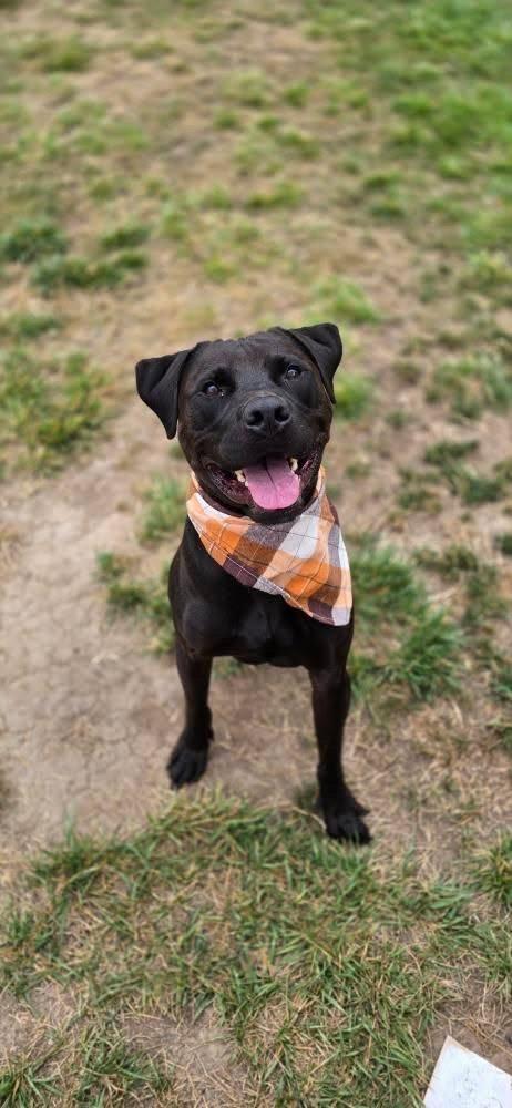 Chance, a Adoptable Staffordshire Bull Terrier in Los Angeles , CA image 2/6