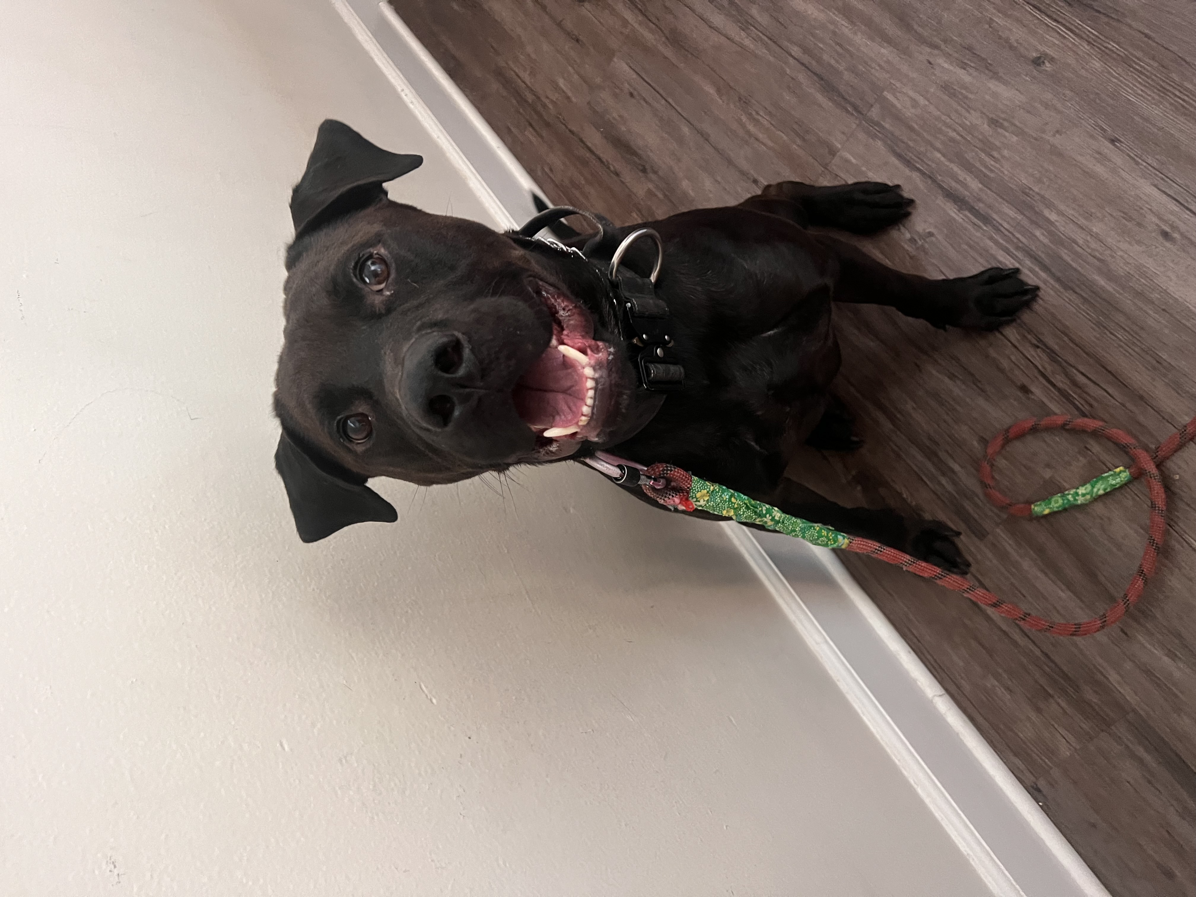 Chance, a Adoptable Staffordshire Bull Terrier in Los Angeles , CA image 3/6