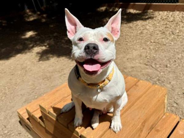 Coca Cola, Adoptable, Adult Female Pit Bull Terrier.
