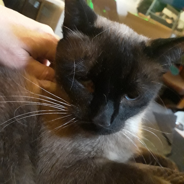 Enlarge Vinny, a Adopted Siamese in Crystal, MN image 1/1