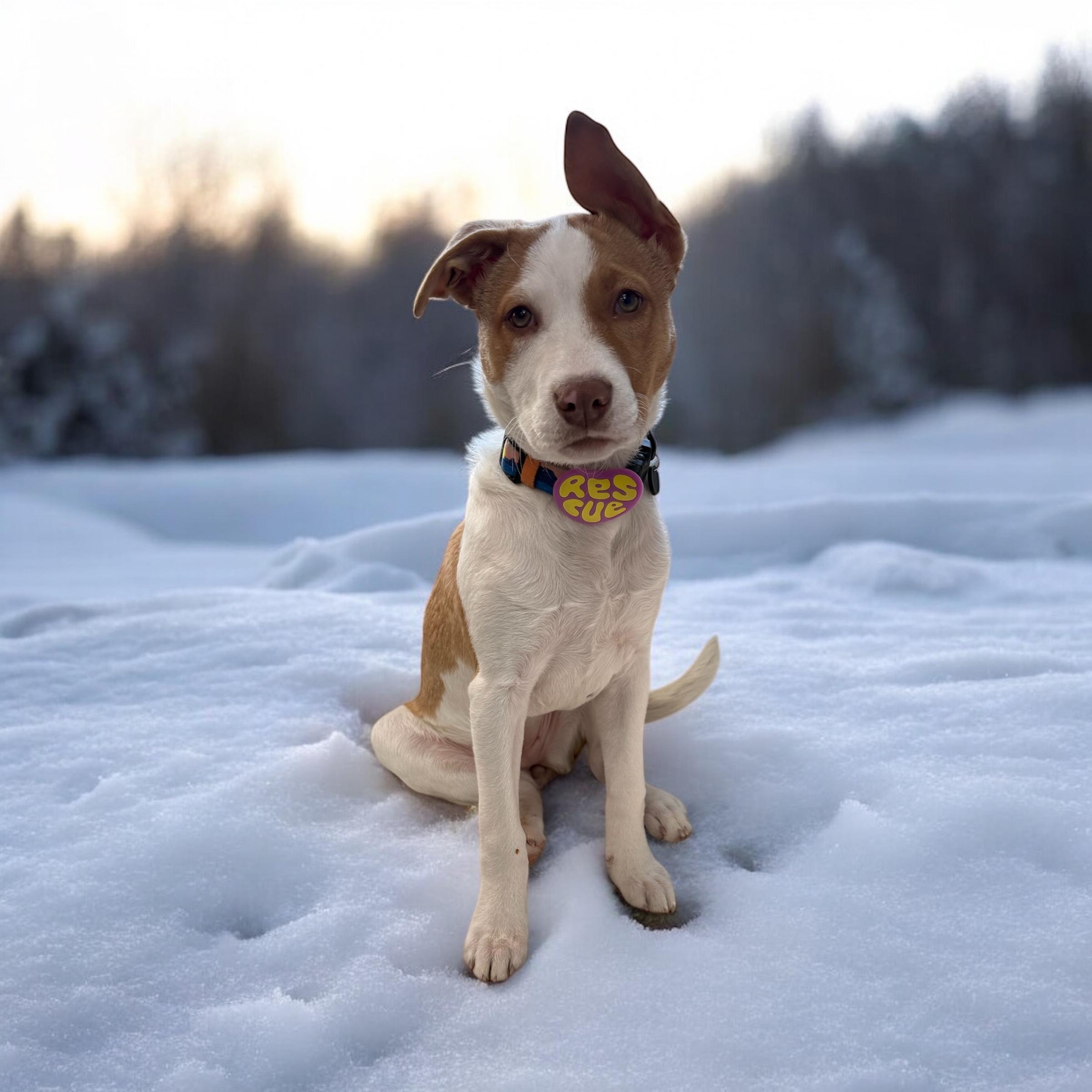 Rylee, an adoption pending mixed breed in High Ridge, MO image 1/5