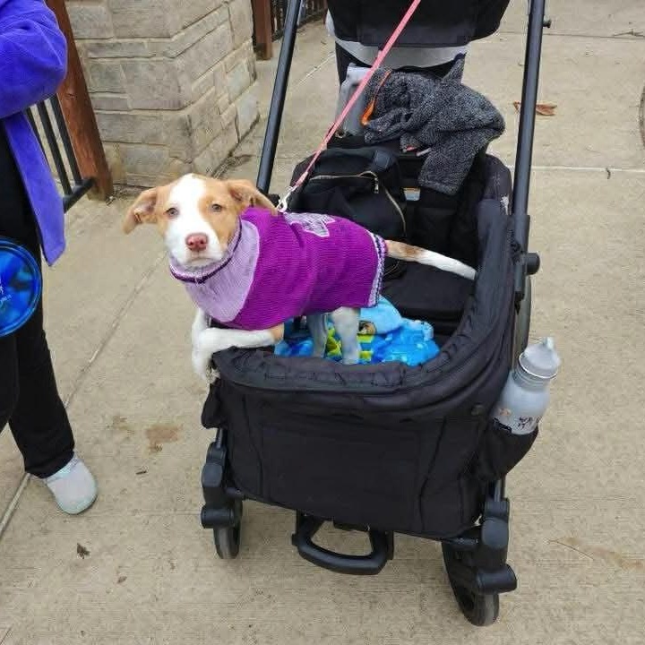 Rylee, a ADOPTABLE mixed breed in High Ridge, MO image 2/2