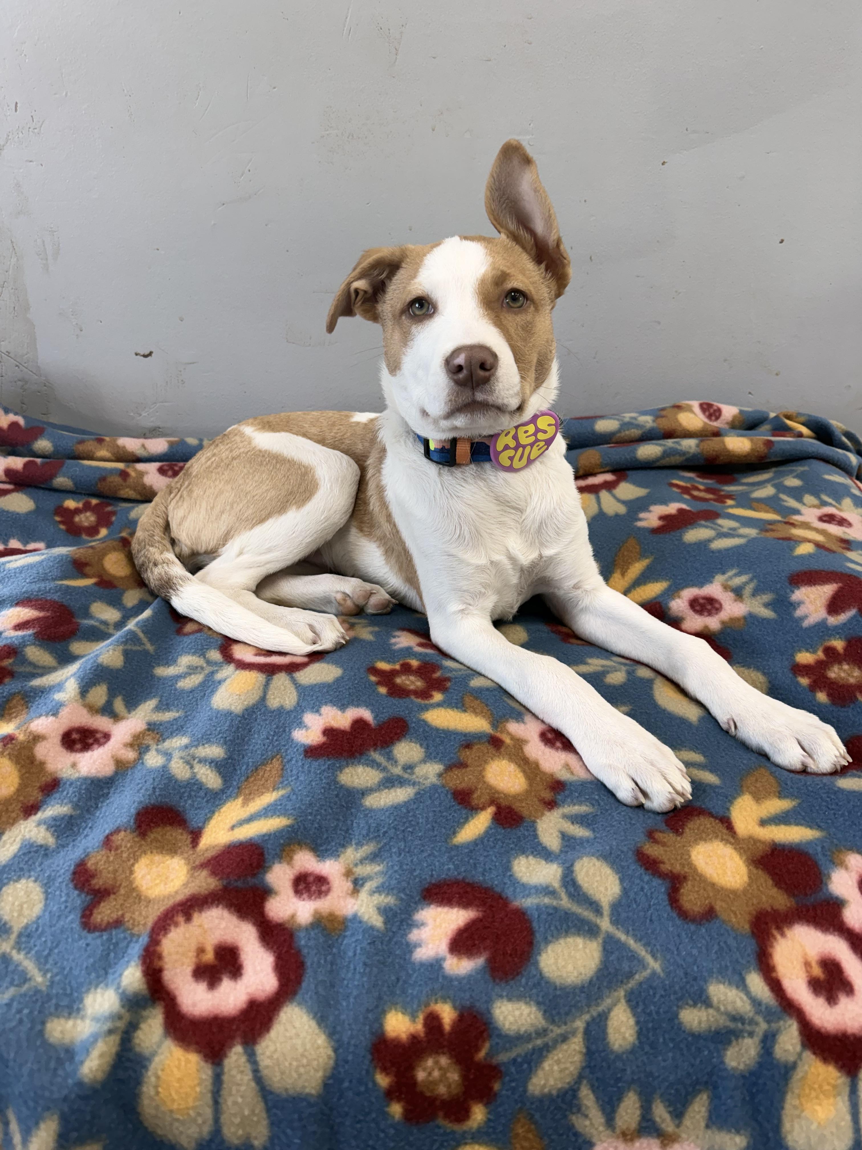 Rylee, an adoption pending mixed breed in High Ridge, MO image 5/5