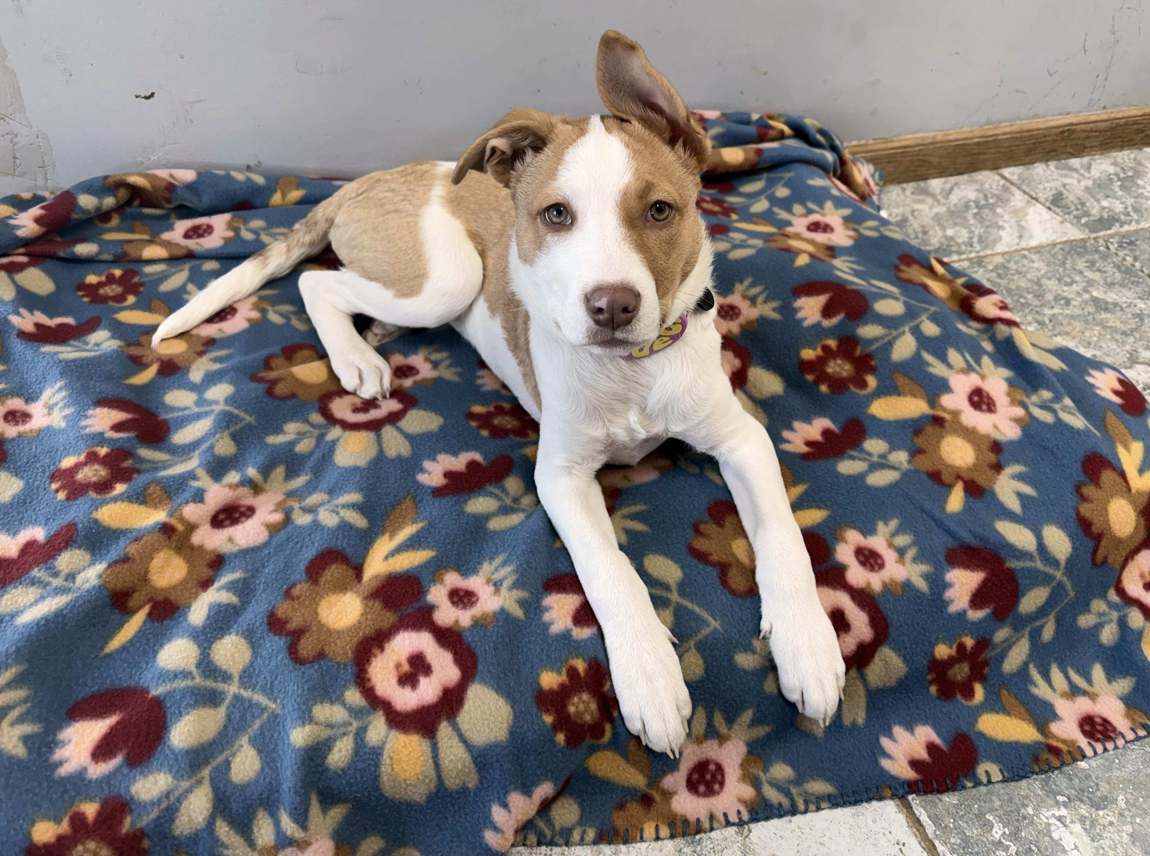 Rylee, an adoption pending mixed breed in High Ridge, MO image 2/5