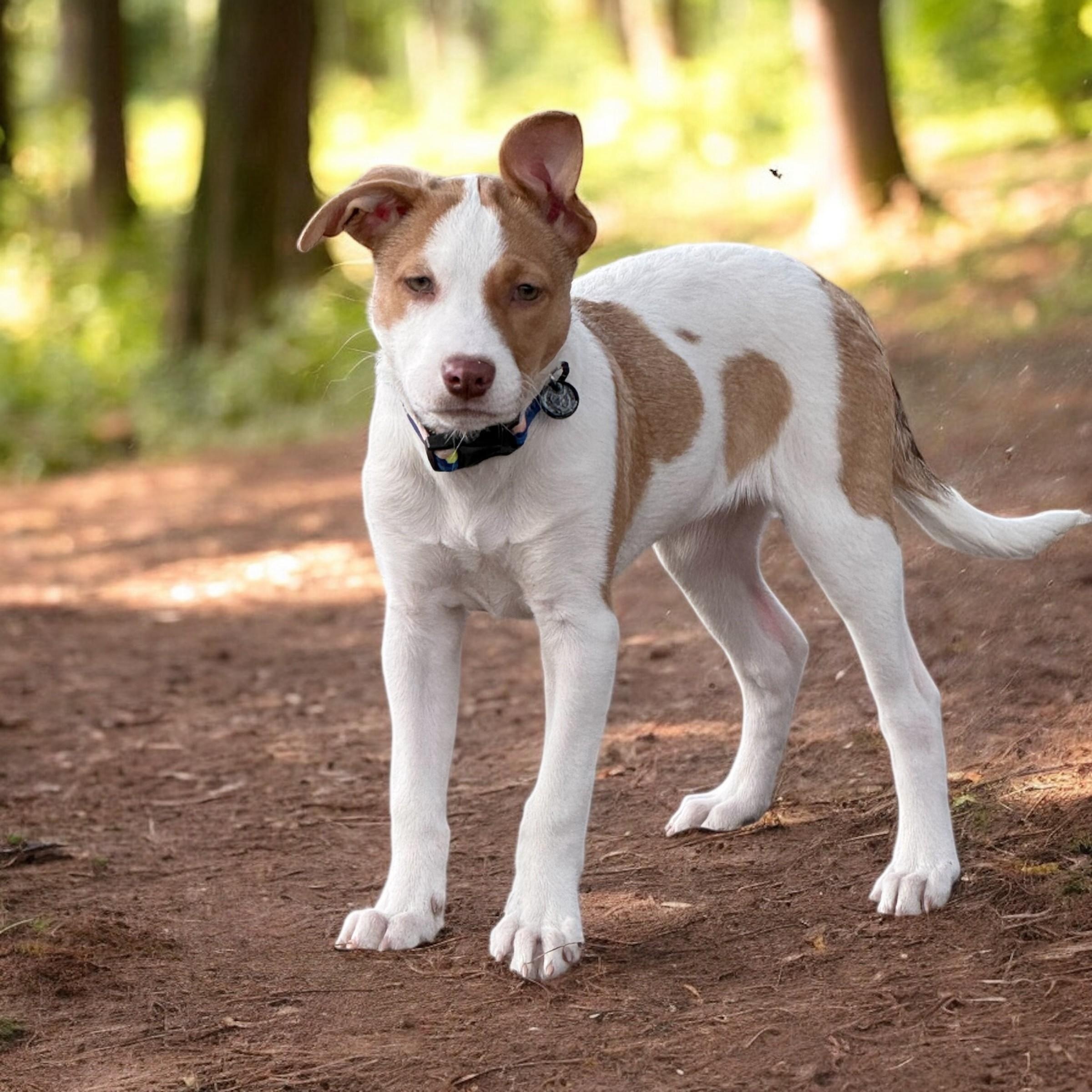 Rylee, ADOPTABLE, Puppy Female Terrier & Hound.