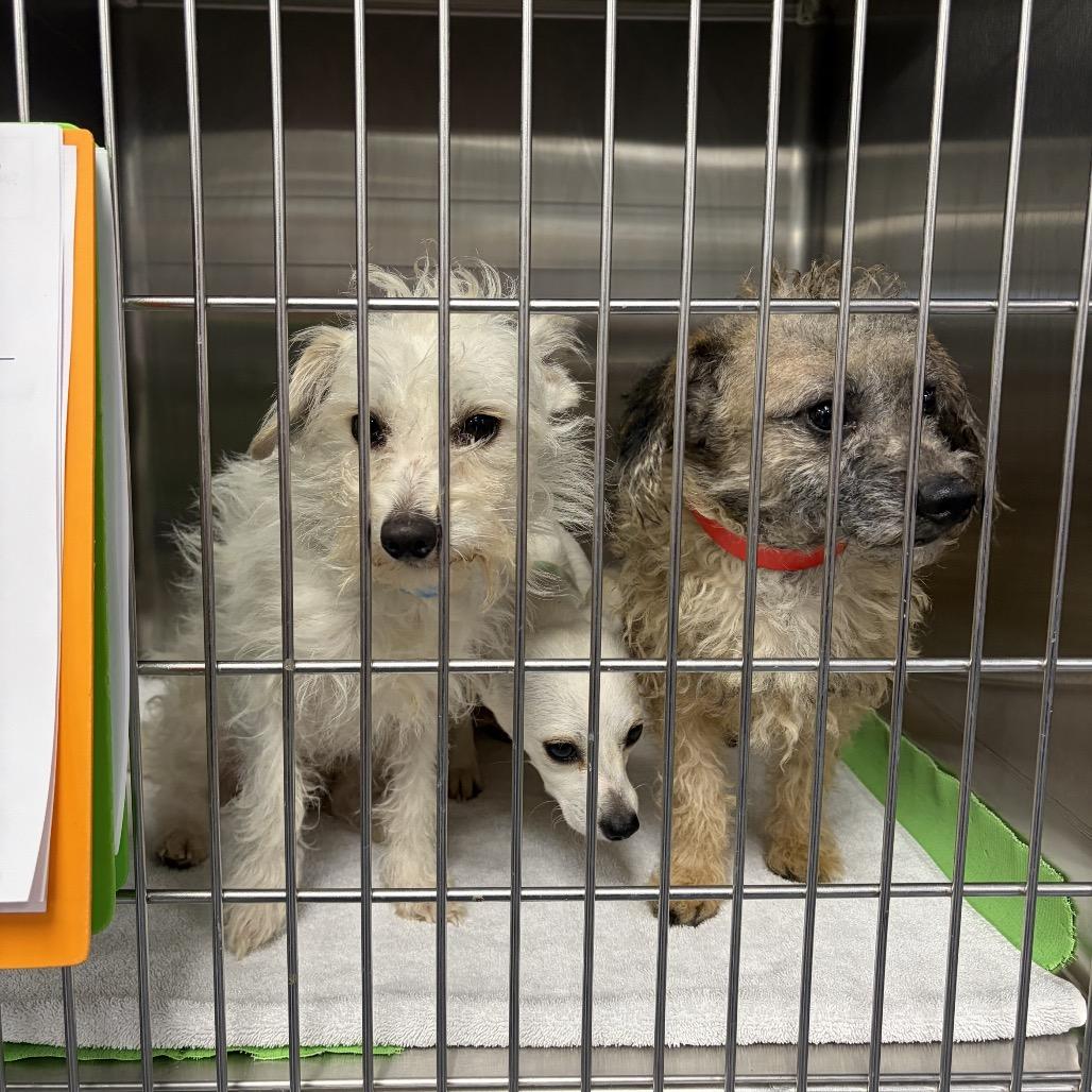 Dijon, a Adoptable mixed breed in San Diego, CA image 1/6