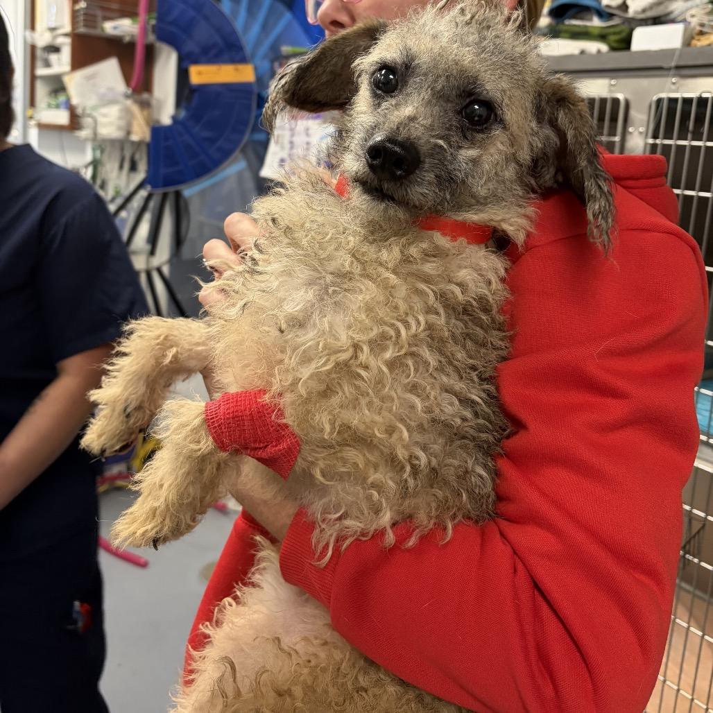 Dijon, a Adoptable mixed breed in San Diego, CA image 2/6