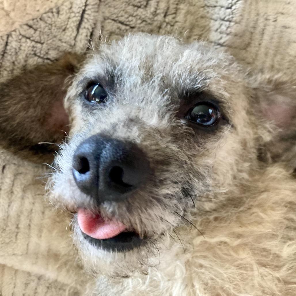 Dijon, a Adoptable mixed breed in San Diego, CA image 3/6