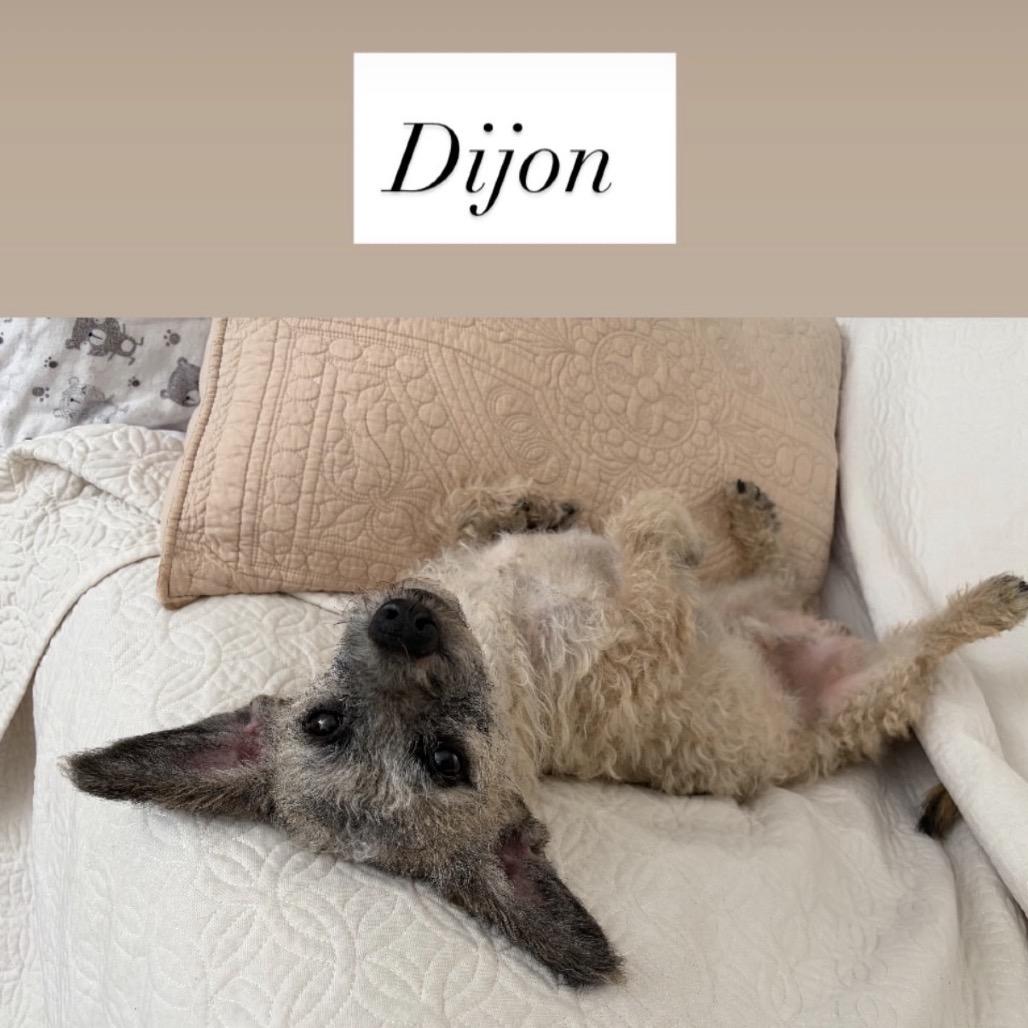 Enlarge Dijon, a Adoptable mixed breed in San Diego, CA image 4/6
