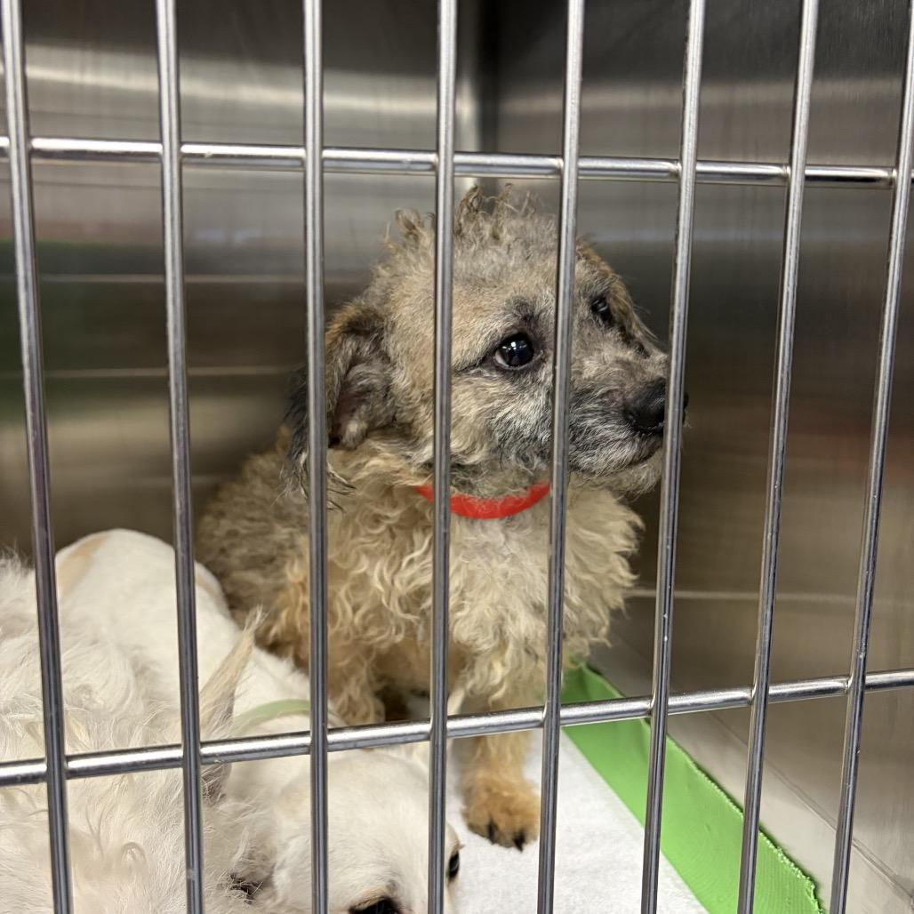 Dijon, a Adoptable mixed breed in San Diego, CA image 4/6