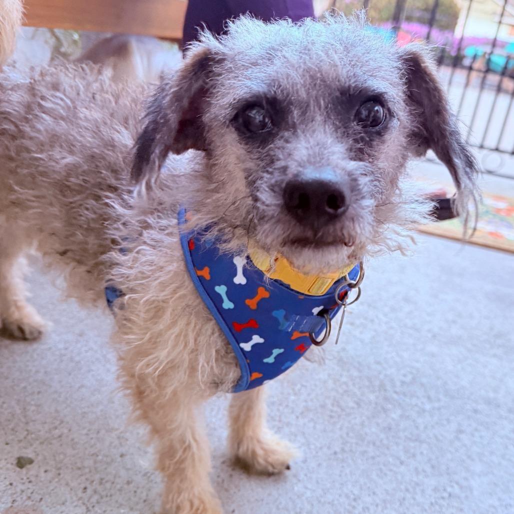 Dijon, a Adoptable mixed breed in San Diego, CA image 6/6