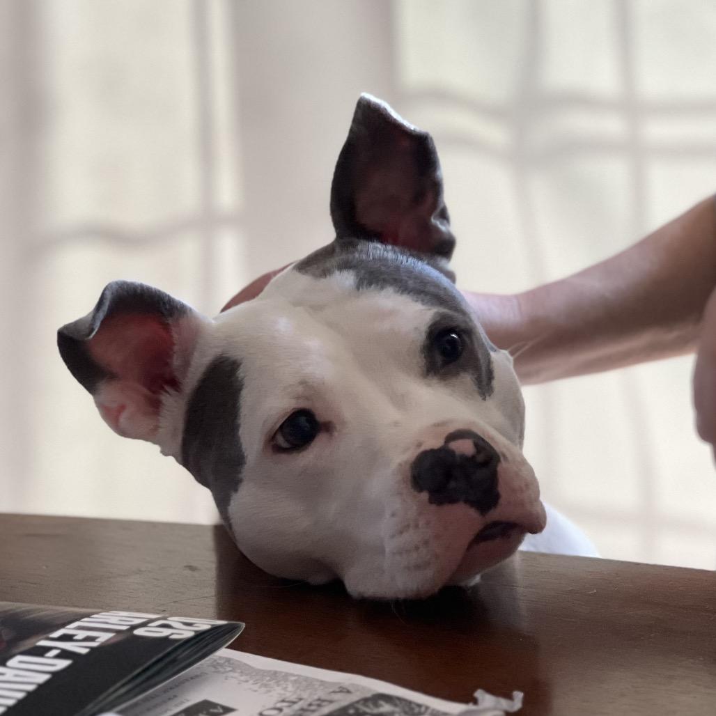 Enlarge Petal, a Adoptable Pit Bull Terrier in Springfield, IL image 4/6