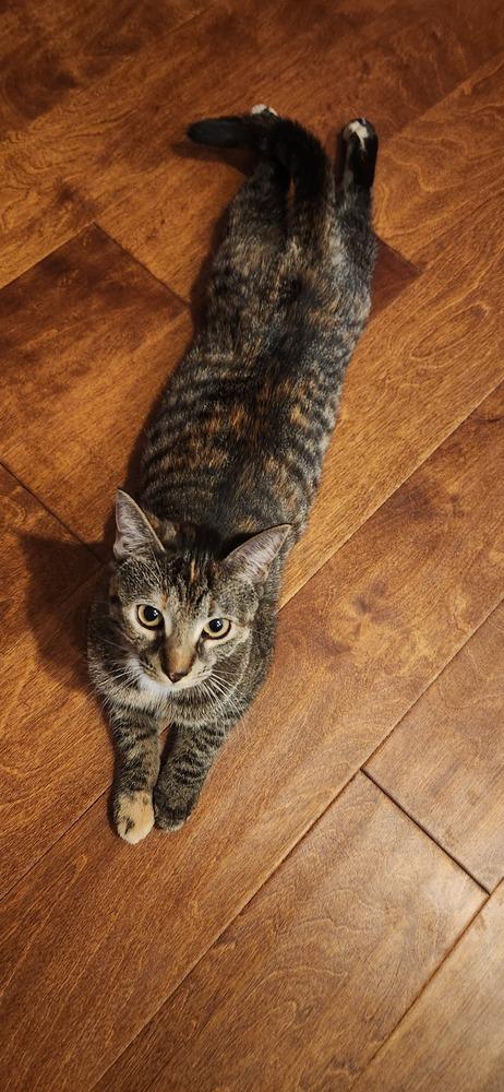 Enlarge Eris, a Adoptable mixed breed in Mooresville, NC image 1/6