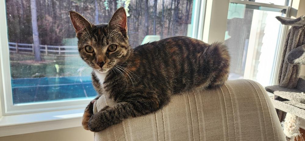 Enlarge Eris, a Adoptable mixed breed in Mooresville, NC image 2/6