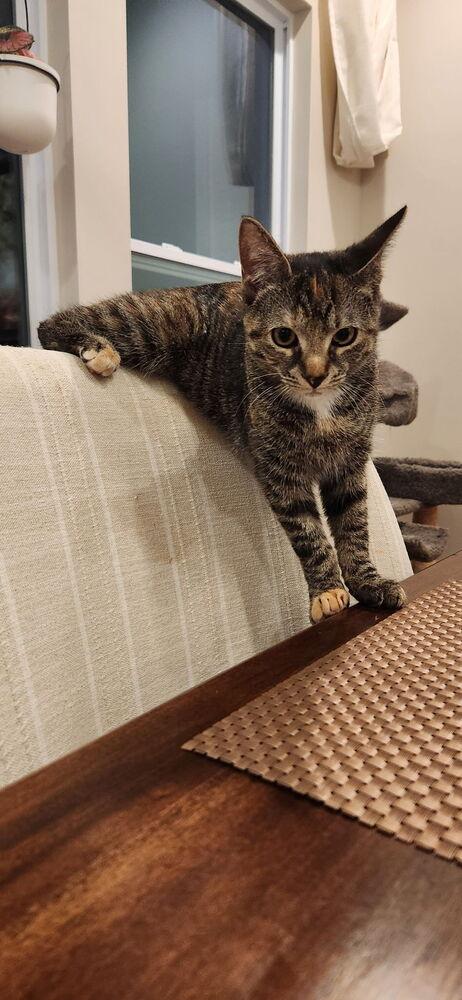 Eris, Adoptable, Kitten Female Domestic Short Hair.