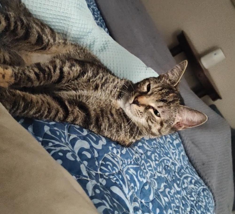 Enlarge Eris, a Adoptable mixed breed in Mooresville, NC image 2/6