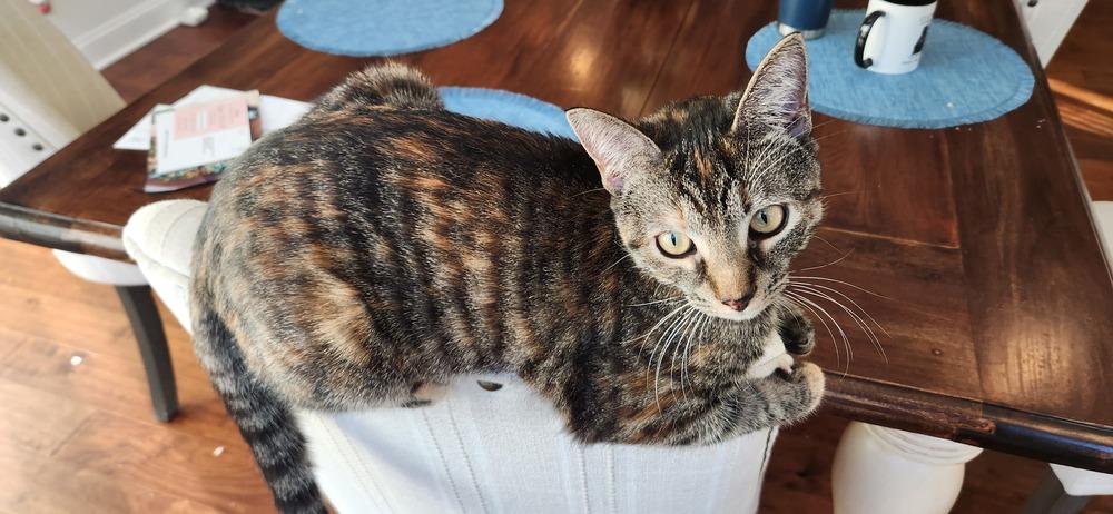 Enlarge Eris, a Adoptable mixed breed in Mooresville, NC image 3/6