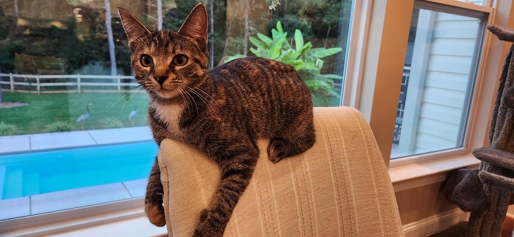 Enlarge Eris, a Adoptable mixed breed in Mooresville, NC image 4/6