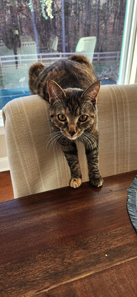 Enlarge Eris, a Adoptable mixed breed in Mooresville, NC image 5/6