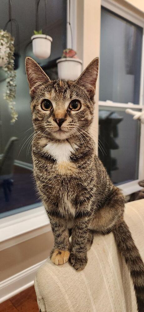 Eris, Adoptable, Adult Female Domestic Short Hair.
