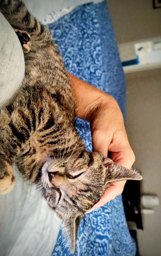 Enlarge Eris, a Adoptable mixed breed in Mooresville, NC image 4/6