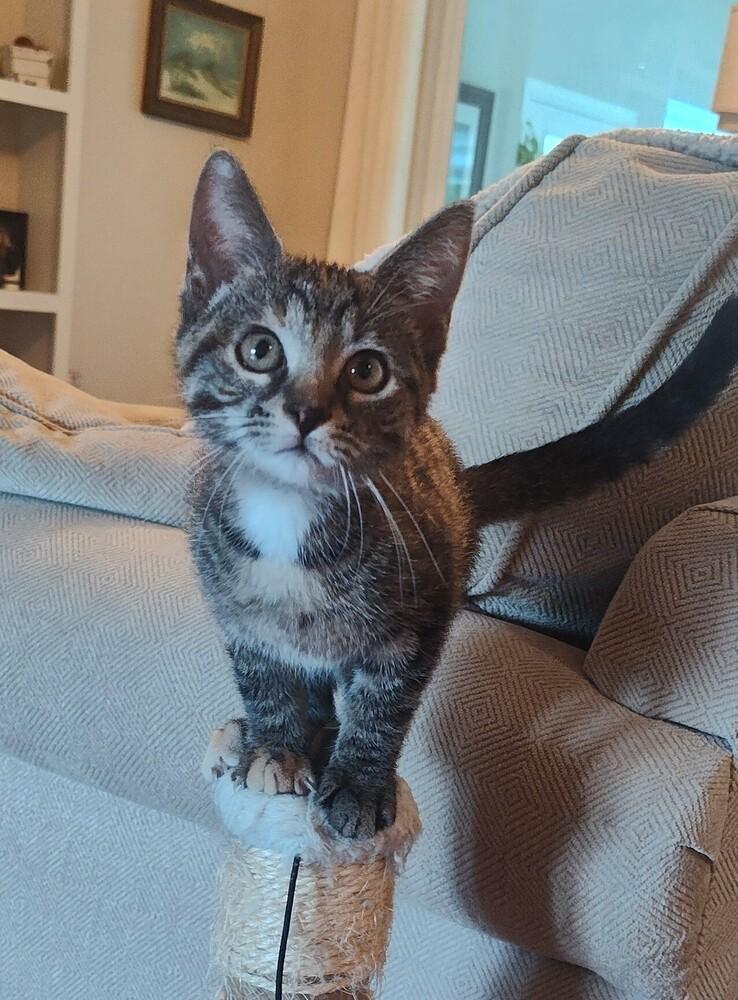 Enlarge Eris, a Adoptable mixed breed in Mooresville, NC image 5/6