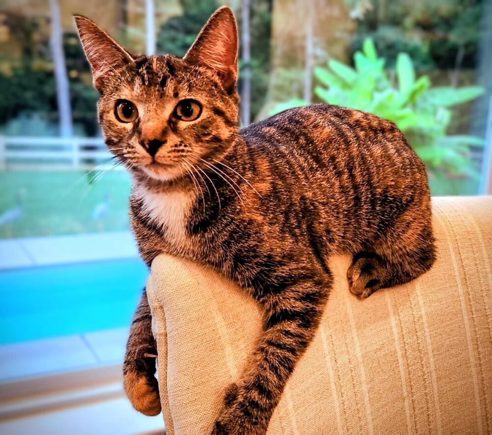 Enlarge Eris, a Adoptable mixed breed in Mooresville, NC image 6/6