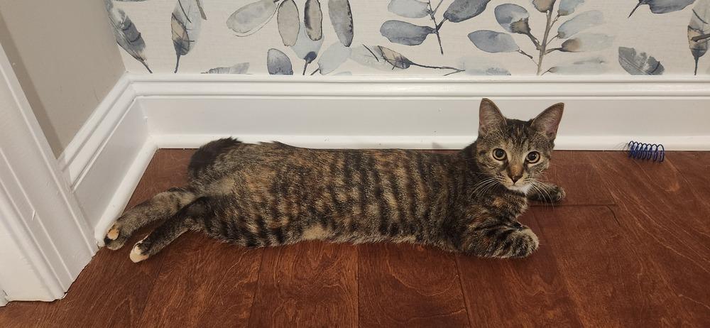 Enlarge Eris, a Adoptable mixed breed in Mooresville, NC image 6/6