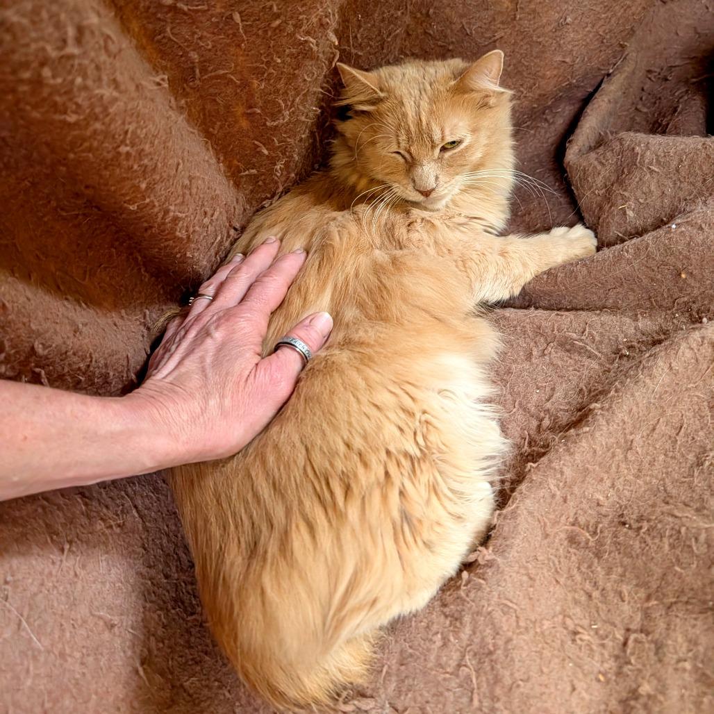 Captain Jack, a Adoptable Domestic Long Hair in East Smithfield , PA image 1/5