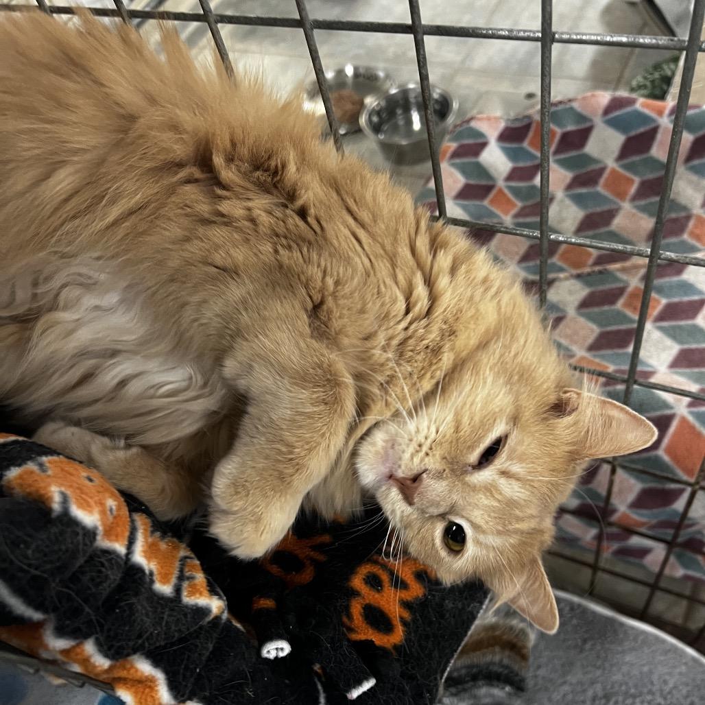 Captain Jack, a Adoptable Domestic Long Hair in East Smithfield , PA image 2/5