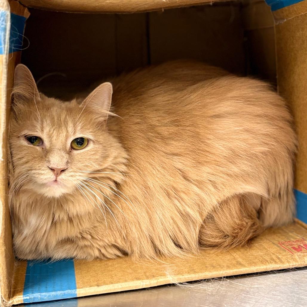 Captain Jack, a Adoptable Domestic Long Hair in East Smithfield , PA image 3/5