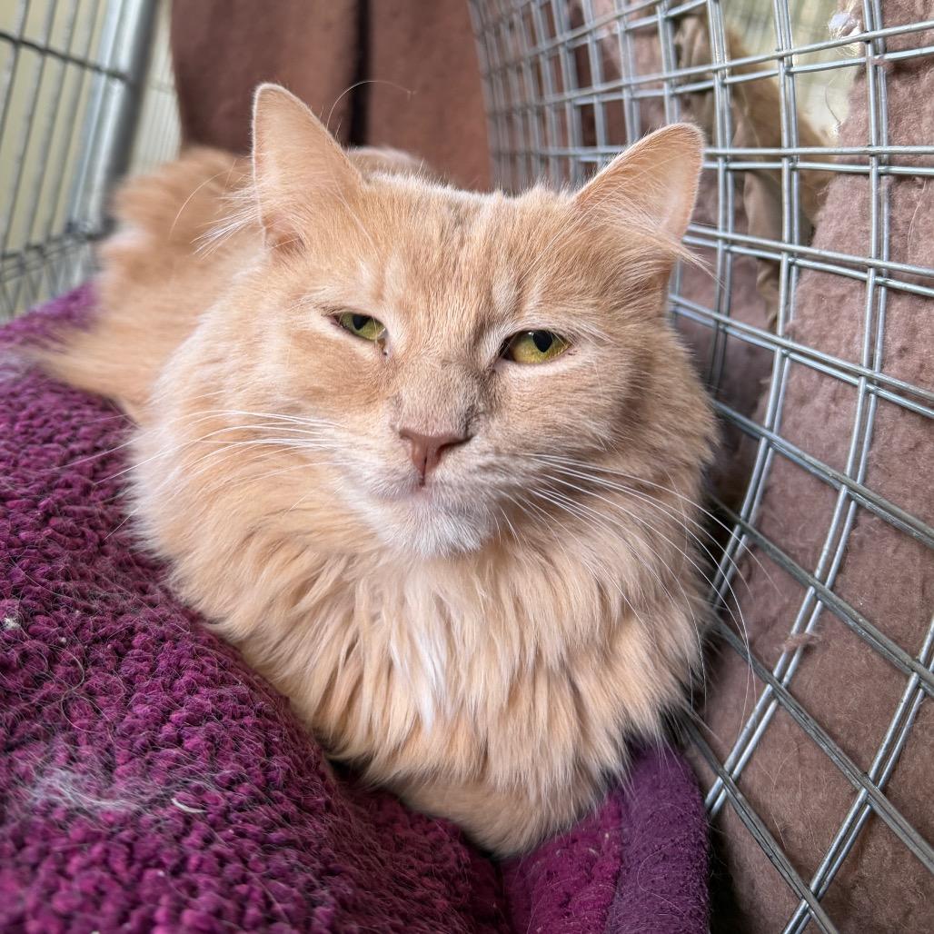 Captain Jack, a Adoptable Domestic Long Hair in East Smithfield , PA image 4/5