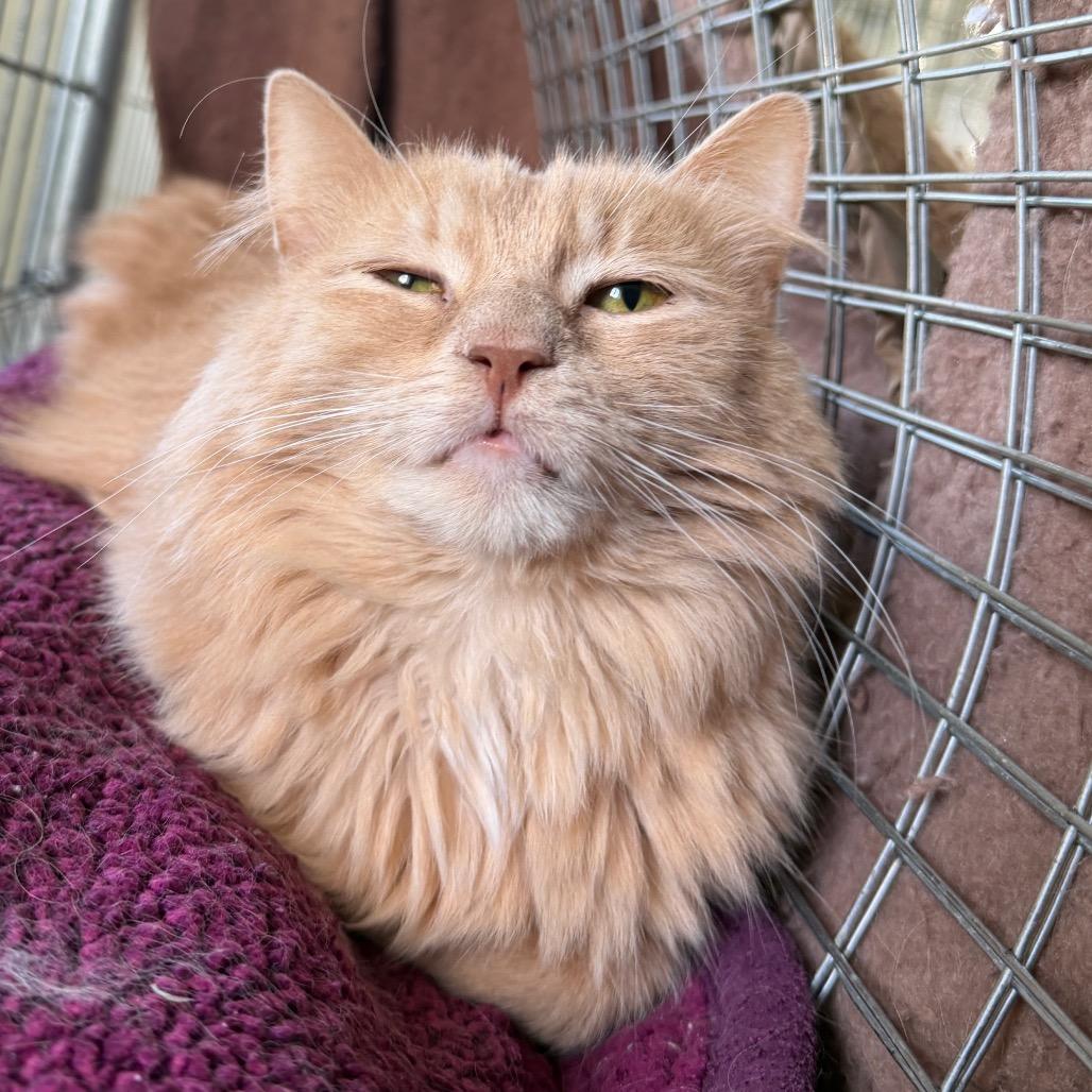 Captain Jack, a Adoptable Domestic Long Hair in East Smithfield , PA image 5/5