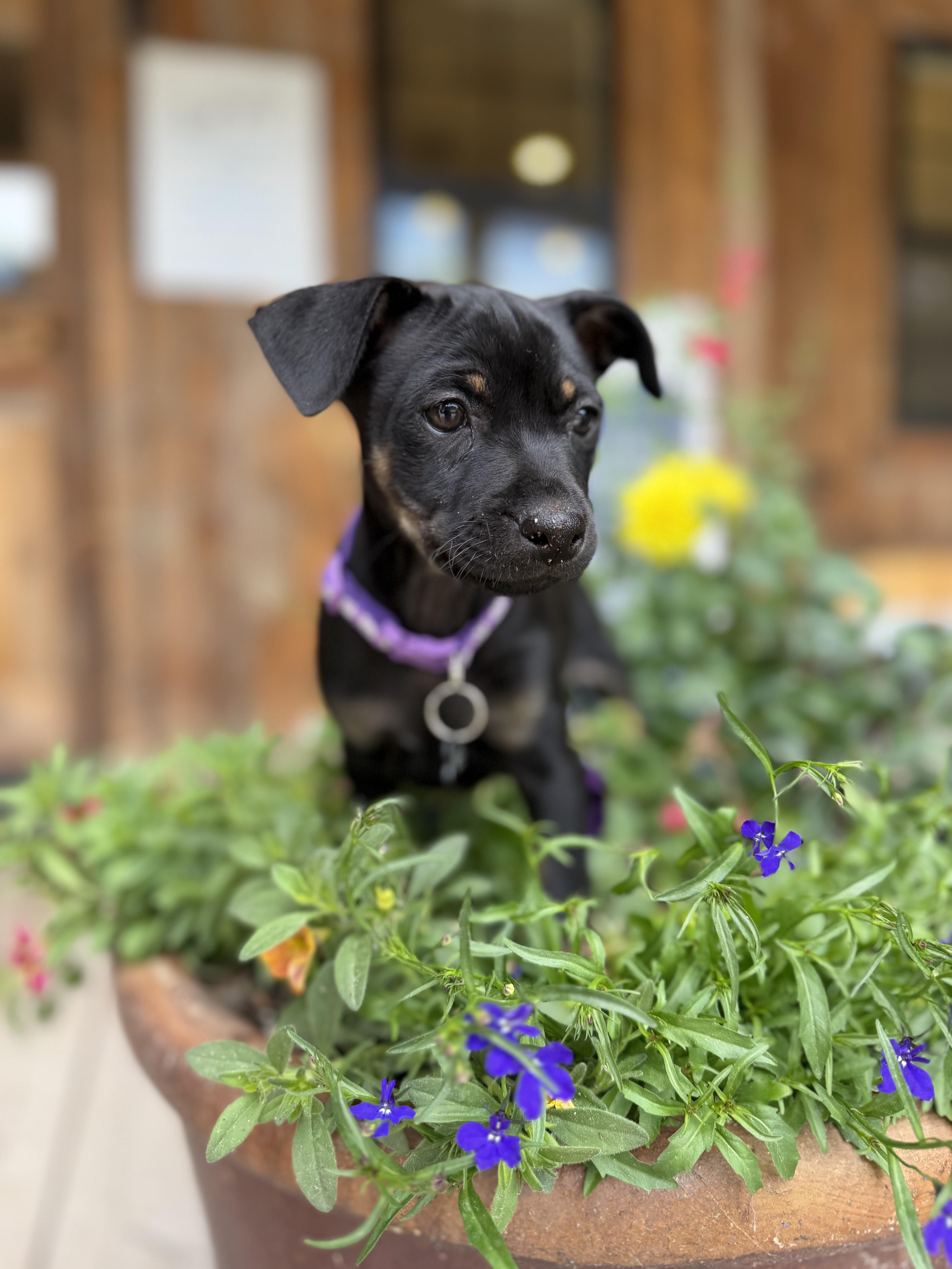 Bagel, an adopted mixed breed in Jackson, WY image 4/5
