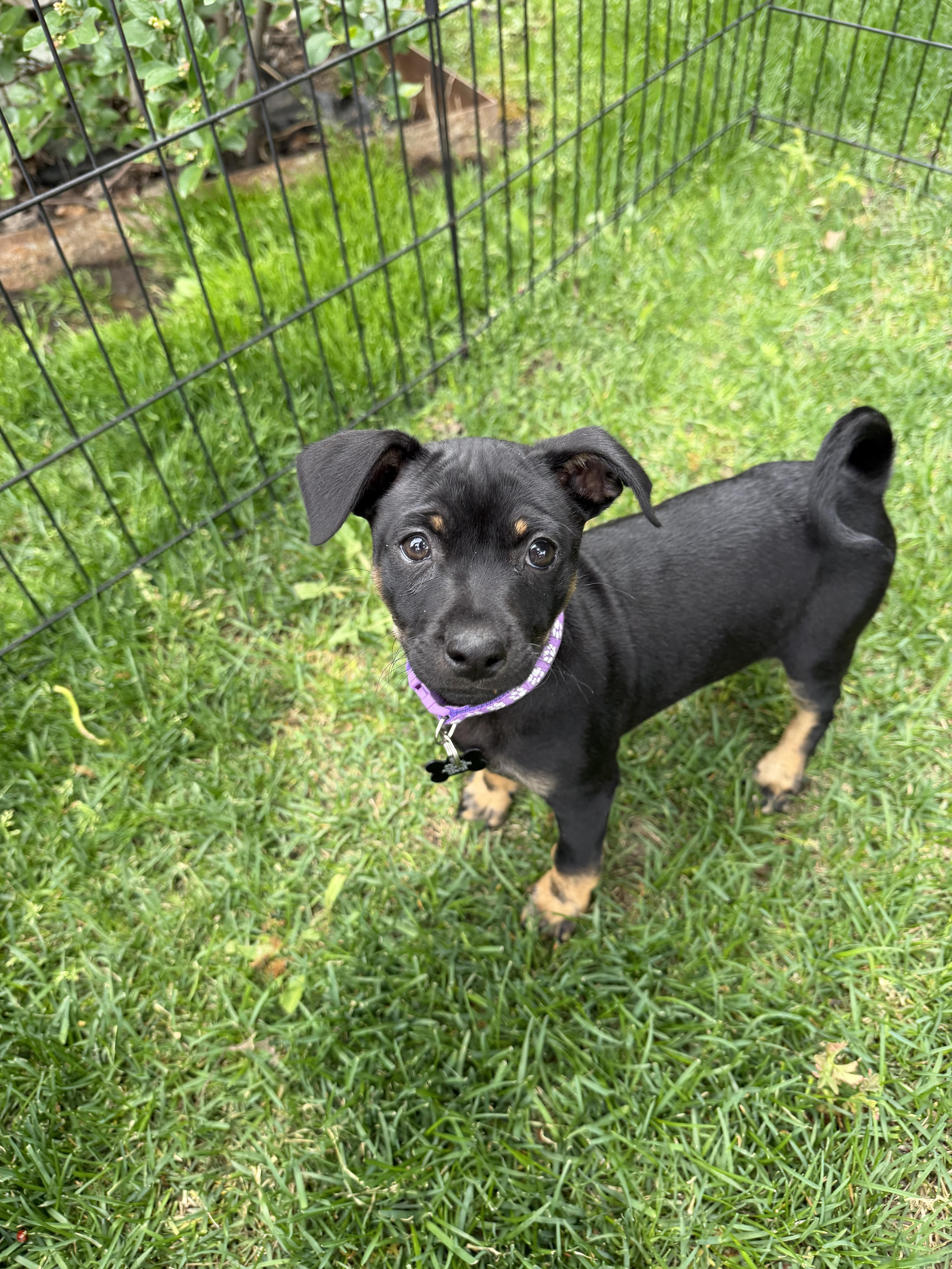 Bagel, an adopted mixed breed in Jackson, WY image 3/5