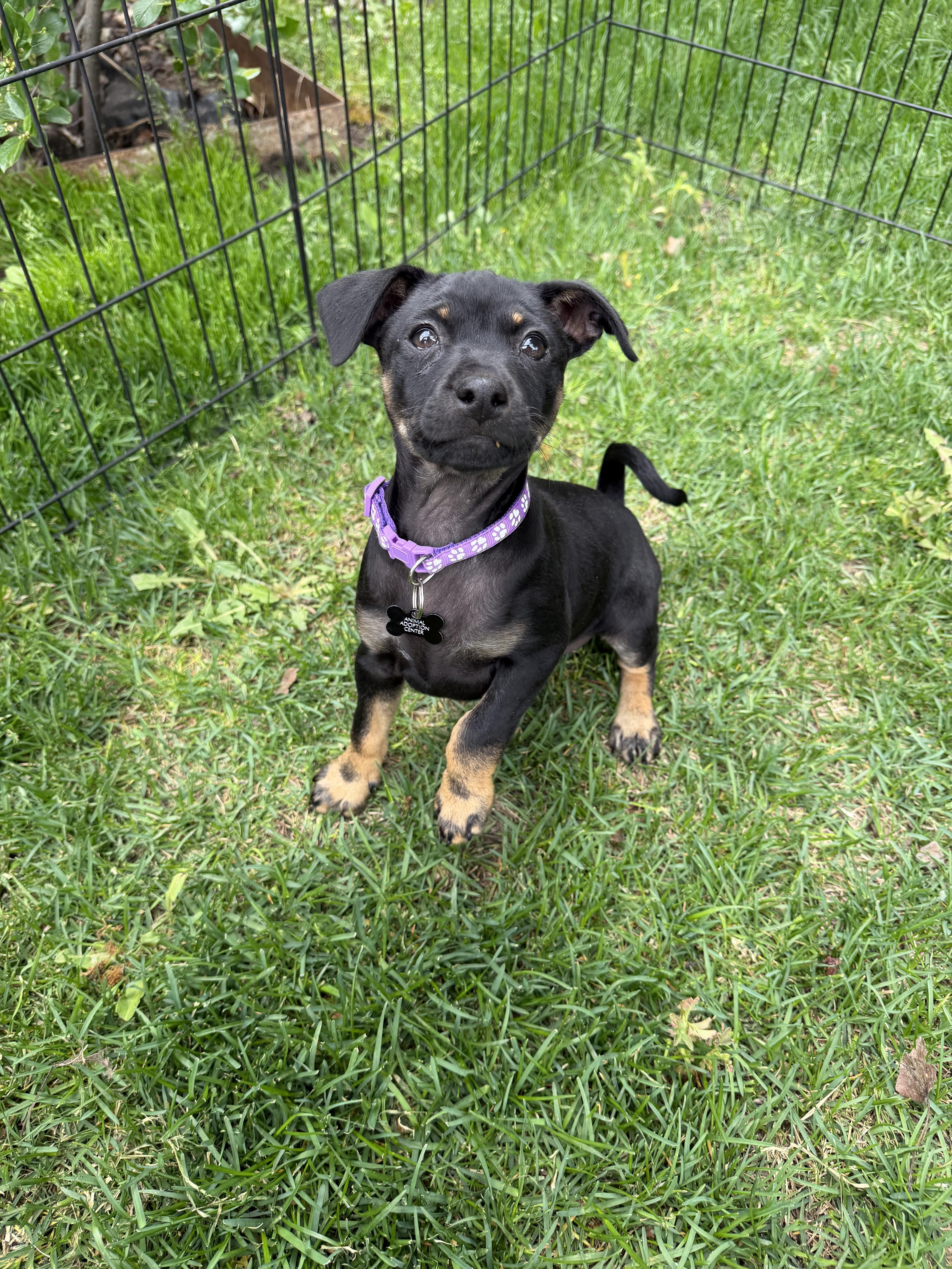 Bagel, an adopted mixed breed in Jackson, WY image 5/5