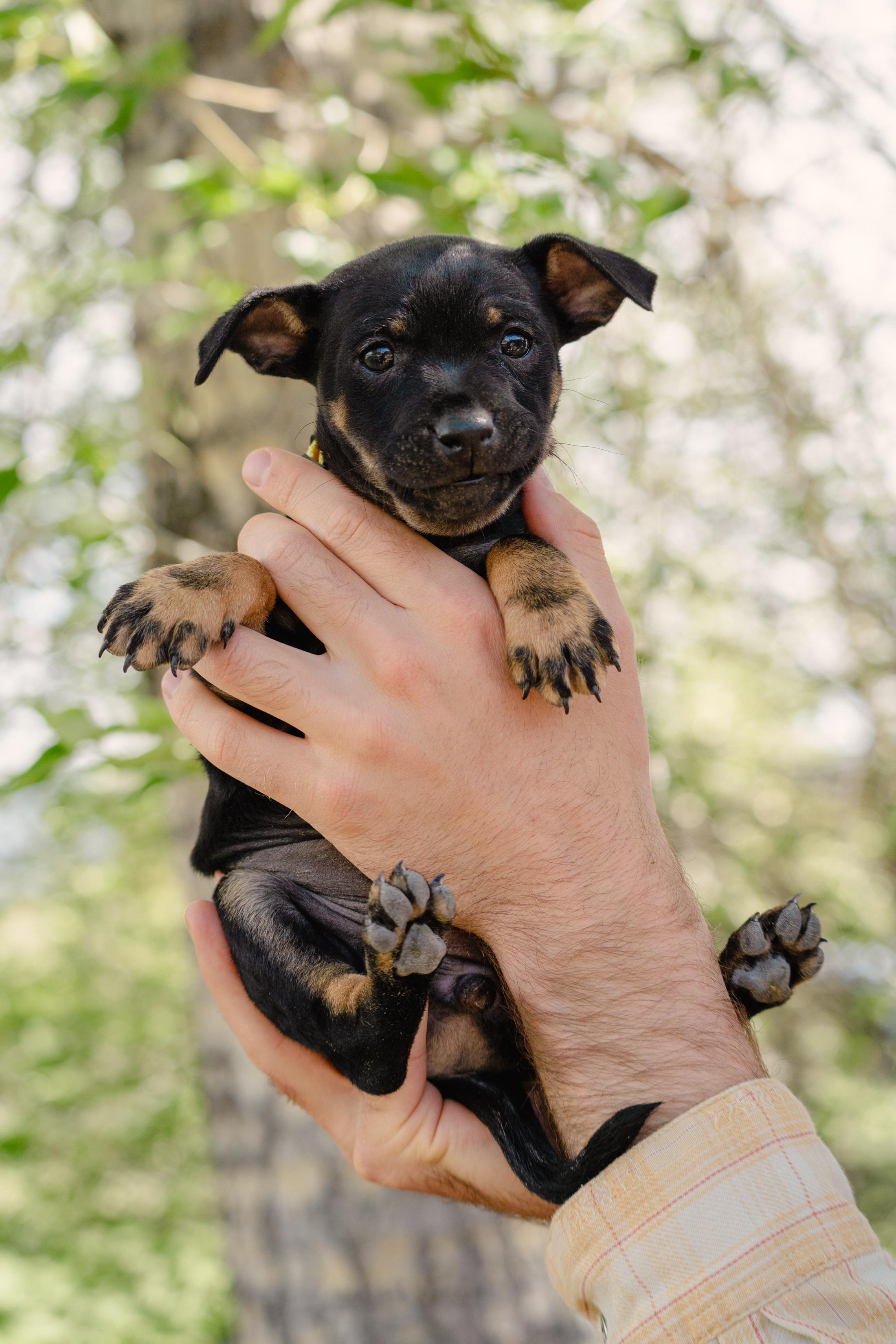 Bagel, an adopted mixed breed in Jackson, WY image 1/5