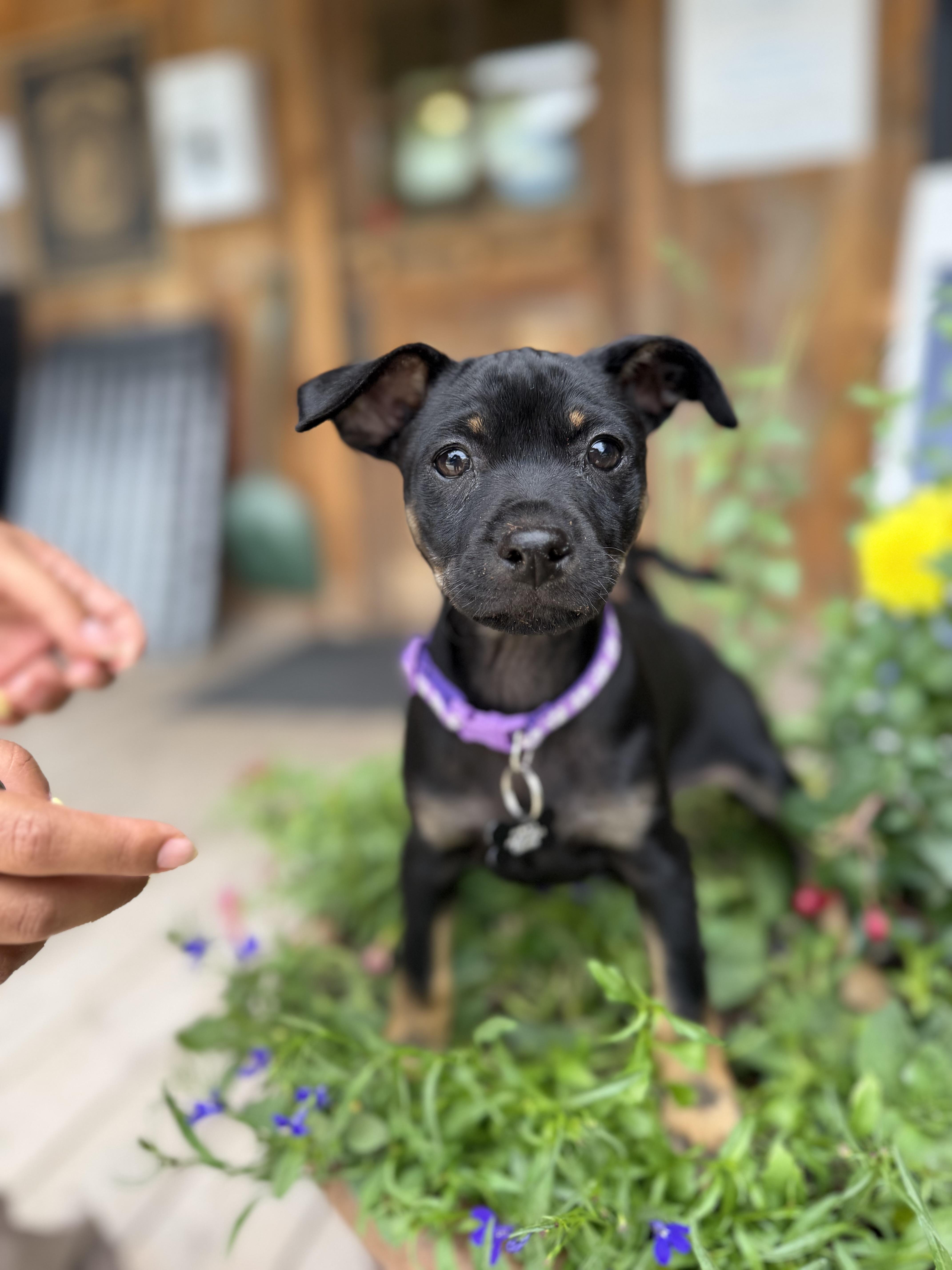 Bagel, an adopted mixed breed in Jackson, WY image 2/5